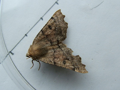 Scalloped Hazel